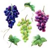 Салфетки Wine grapes