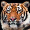 Салфетки Bengal tiger